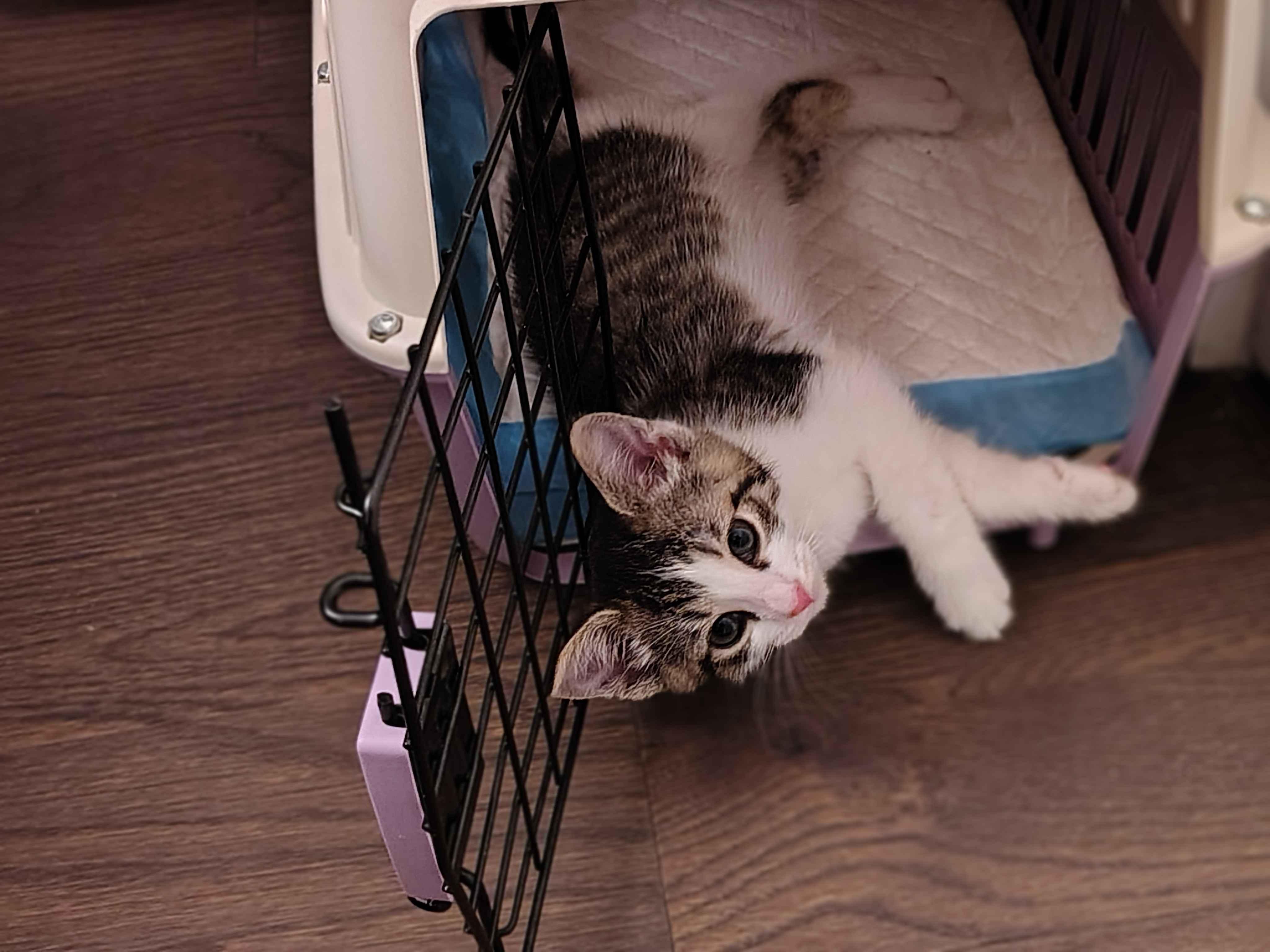 Tater & Tot (7 weeks), a ADOPTABLE American Shorthair in Florham Park, NJ image 5/6