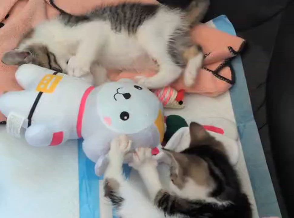 Enlarge Tater & Tot (7 weeks), a ADOPTABLE American Shorthair in Florham Park, NJ video 6/6