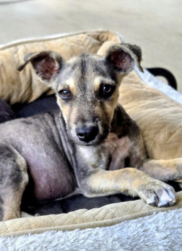Firefly, a Adoptable mixed breed in Evergreen, CO image 2/6