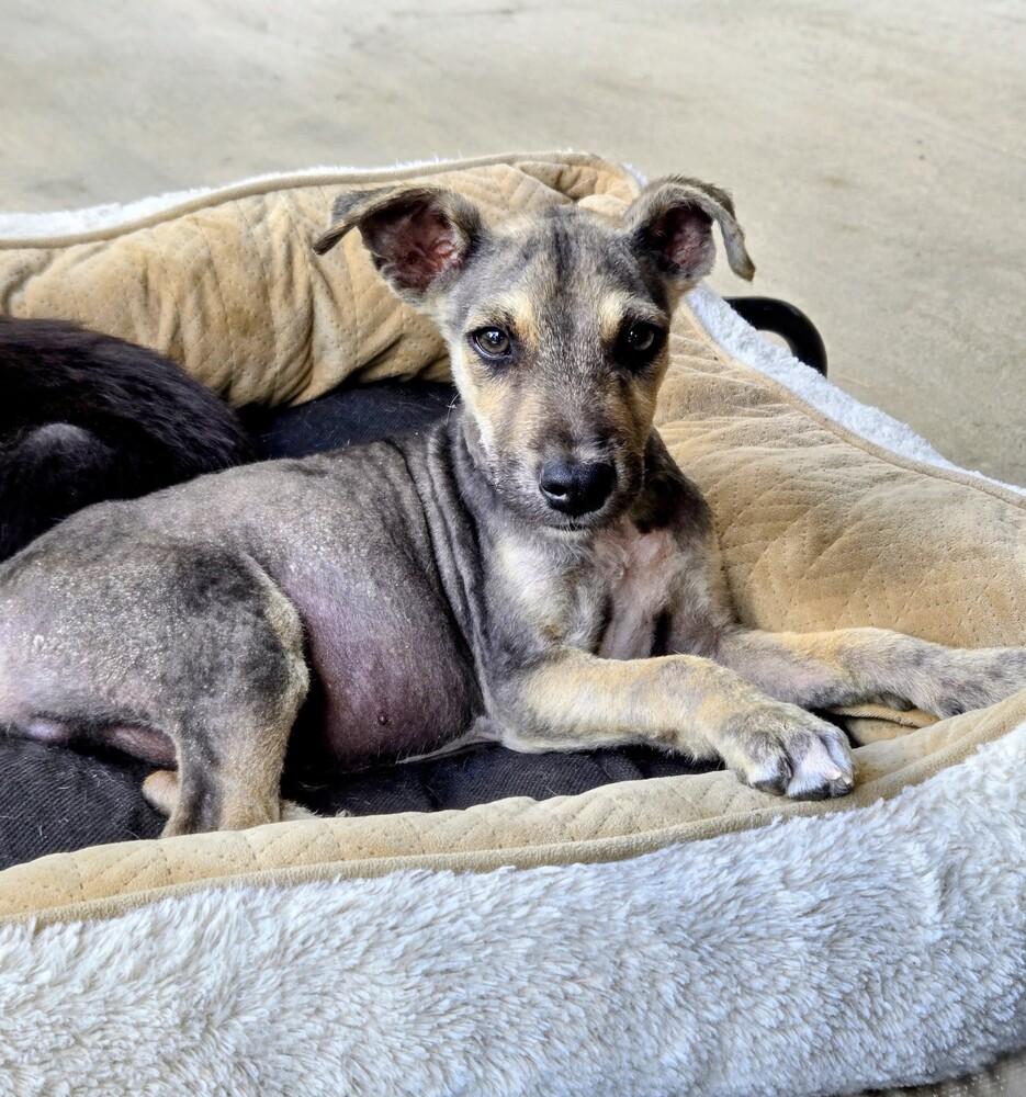 Firefly, a Adoptable mixed breed in Evergreen, CO image 6/6