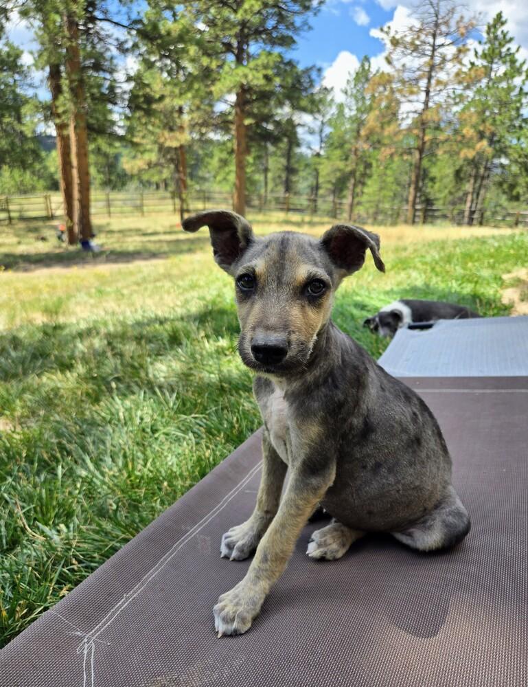 Firefly, a Adoptable mixed breed in Evergreen, CO image 3/6