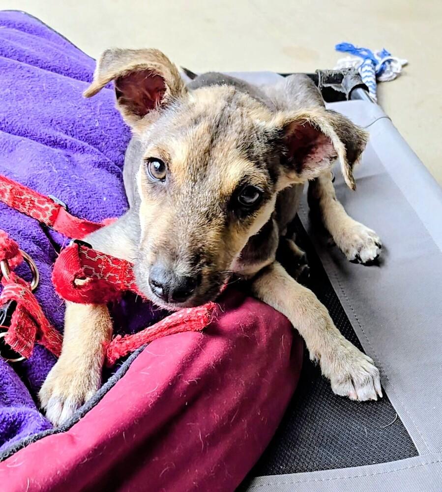 Firefly, Adoptable, Puppy Male Catahoula Leopard Dog & Mixed Breed.