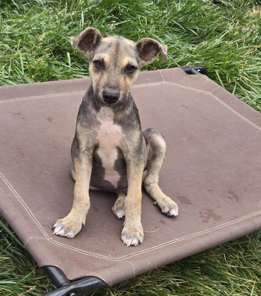 Firefly, a Adoptable mixed breed in Evergreen, CO image 4/6