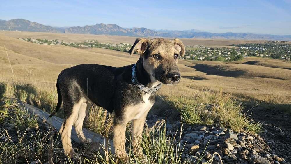 Firefly, Adoptable, Puppy Male Shepherd & Mixed Breed.
