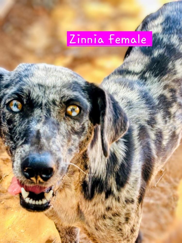 Firefly, a Adoptable mixed breed in Evergreen, CO image 5/6