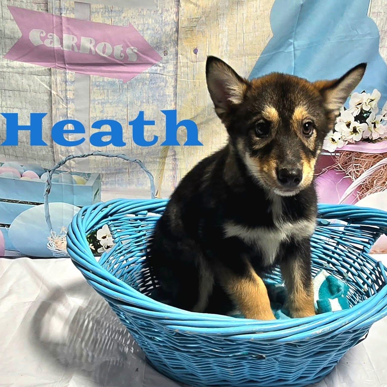 Enlarge Heath, an adopted mixed breed in Joliet, IL image 1/1