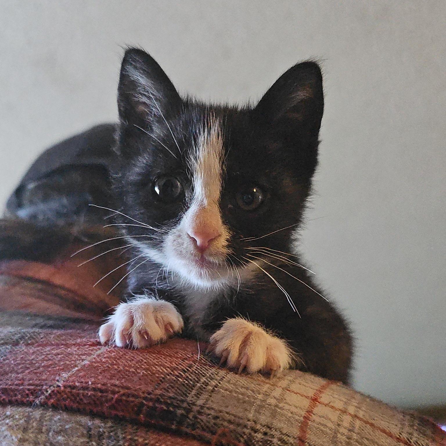 Enlarge Irene, a Adoptable Domestic Short Hair in Kent, WA image 4/4