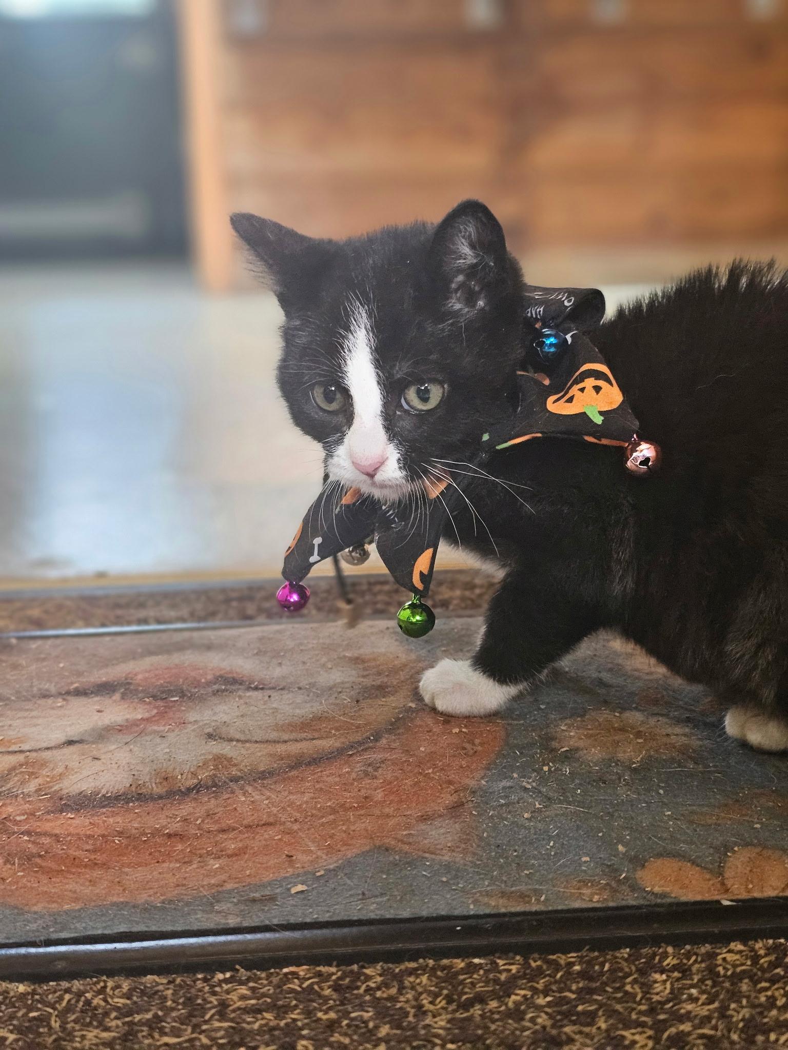 Enlarge Irene, a Adoptable Domestic Short Hair in Kent, WA image 1/4