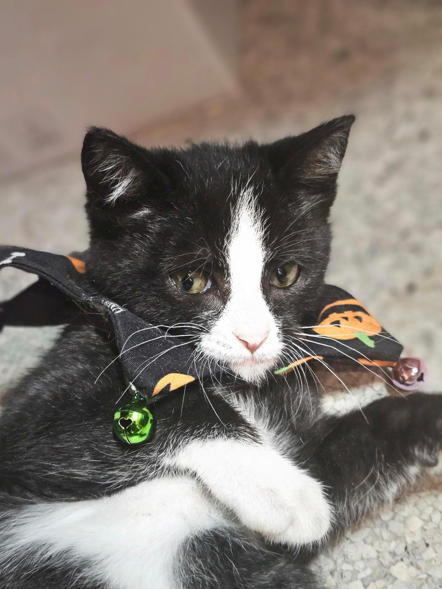 Enlarge Irene, a Adoptable Domestic Short Hair in Kent, WA image 2/4