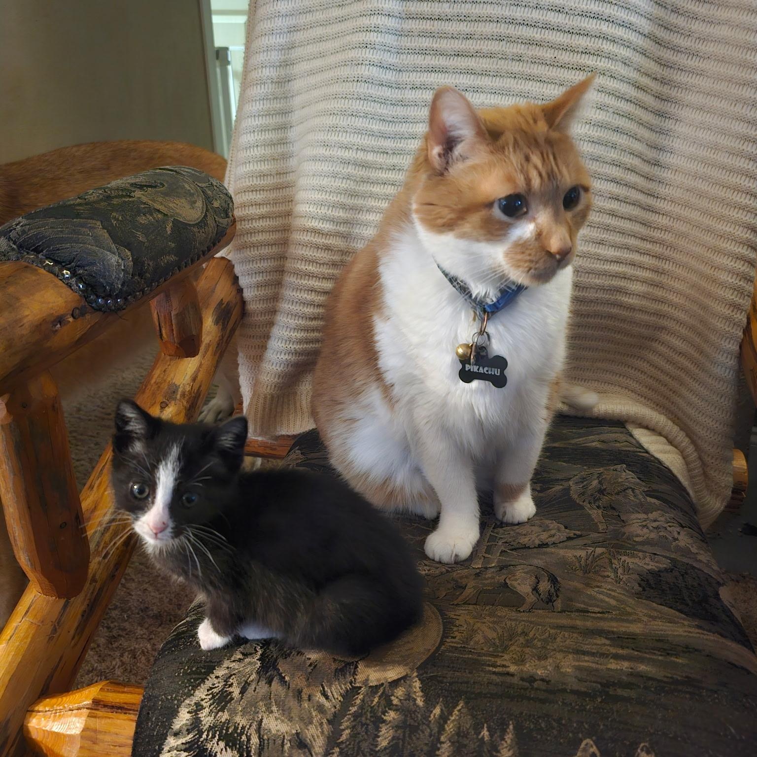 Enlarge Irene, a Adoptable Domestic Short Hair in Kent, WA image 3/4