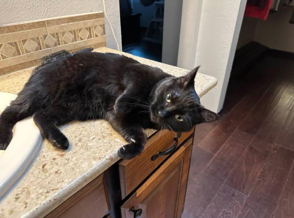 Winnie, Adoptable, Young Female Domestic Medium Hair.