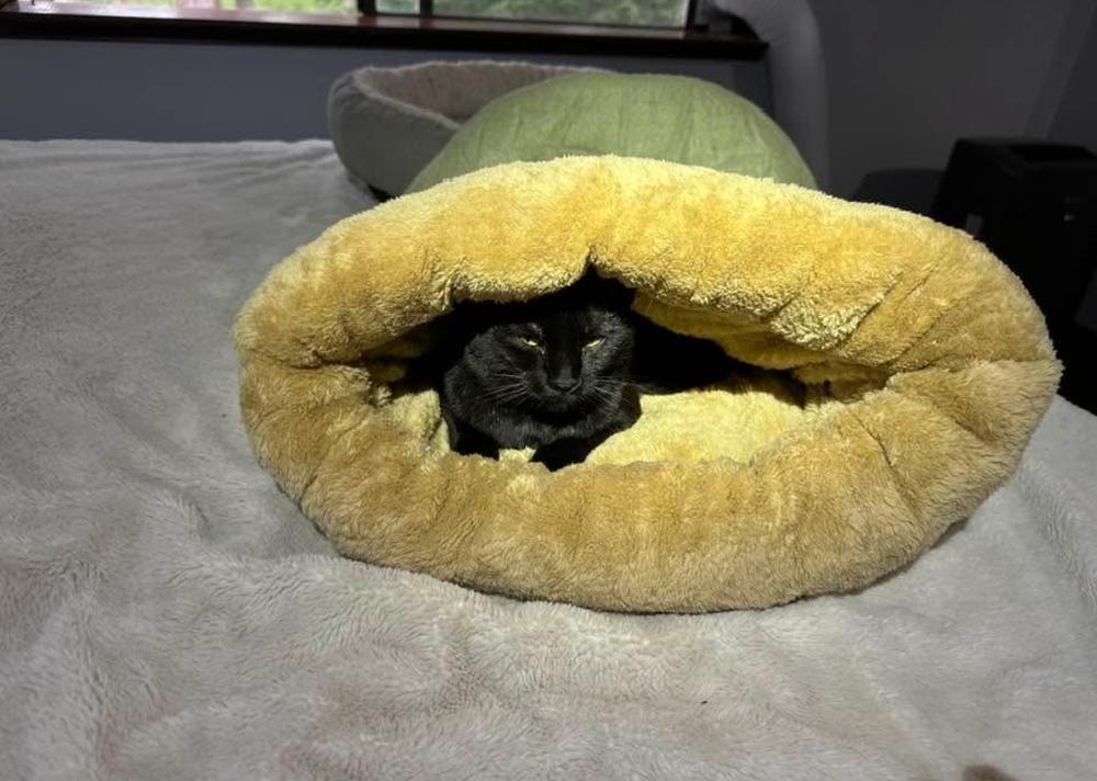 Winnie, a Adoptable mixed breed in Spokane , WA image 3/3