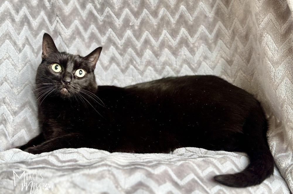 Enlarge Winnie, a Adoptable mixed breed in Spokane , WA image 4/4