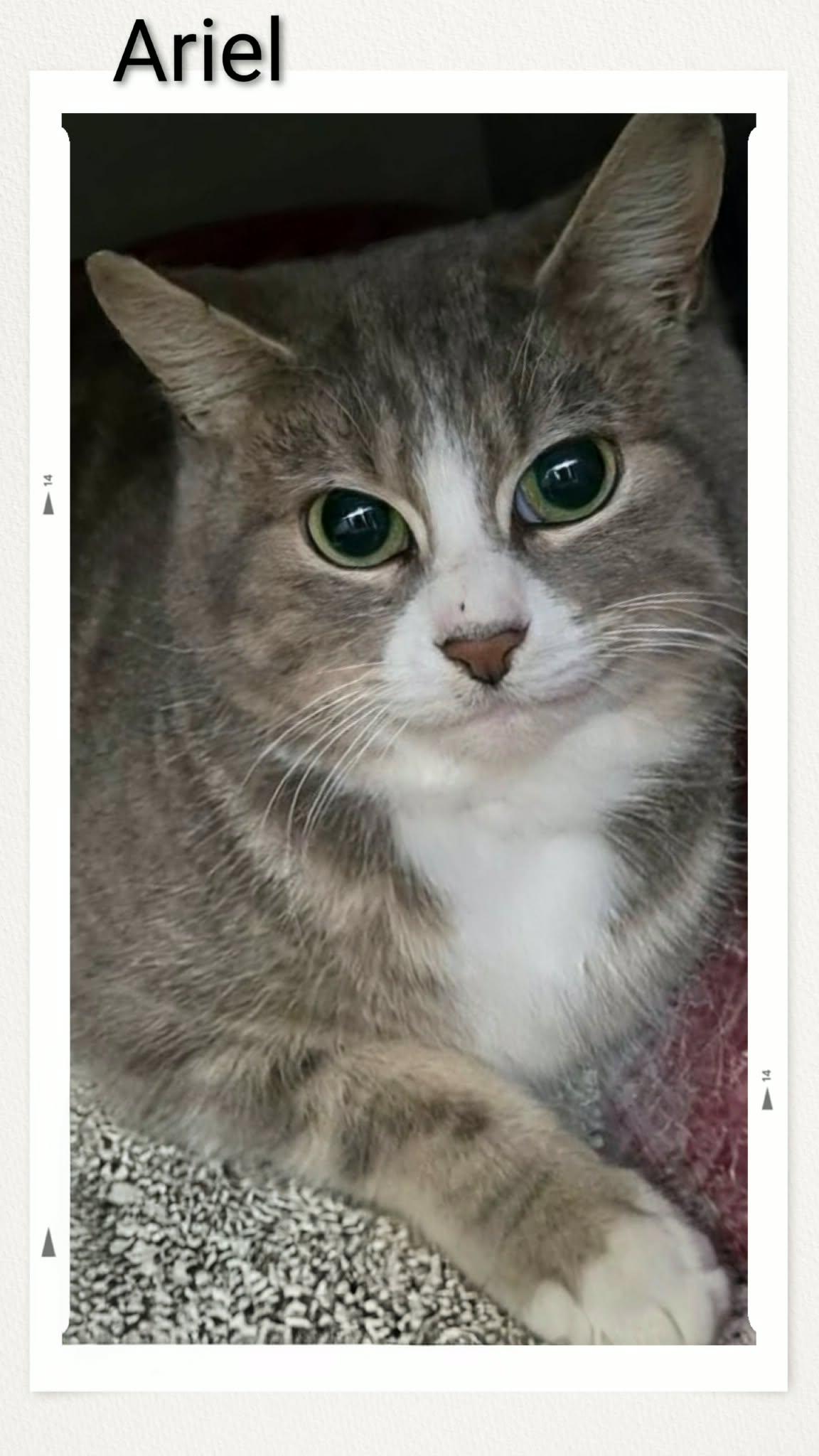 Ariel, Adopted, Young Female Domestic Short Hair.