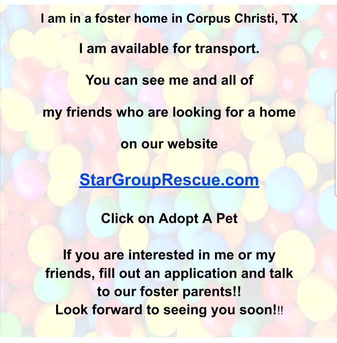 Enlarge Dot-President of the Welcome Committee , a Adoptable mixed breed in Hagerstown, MD image 2/6