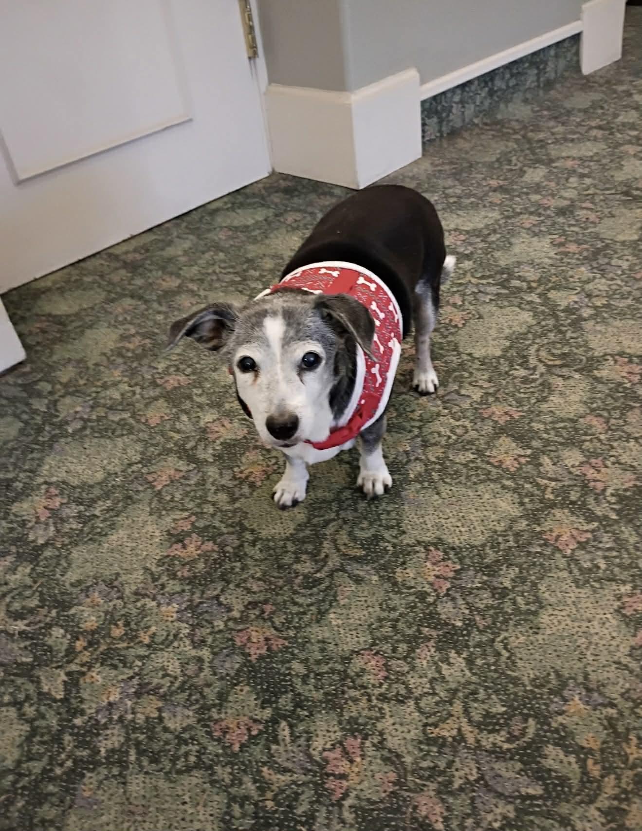 Wiggles, Adoptable, Senior Female Beagle & Dachshund.