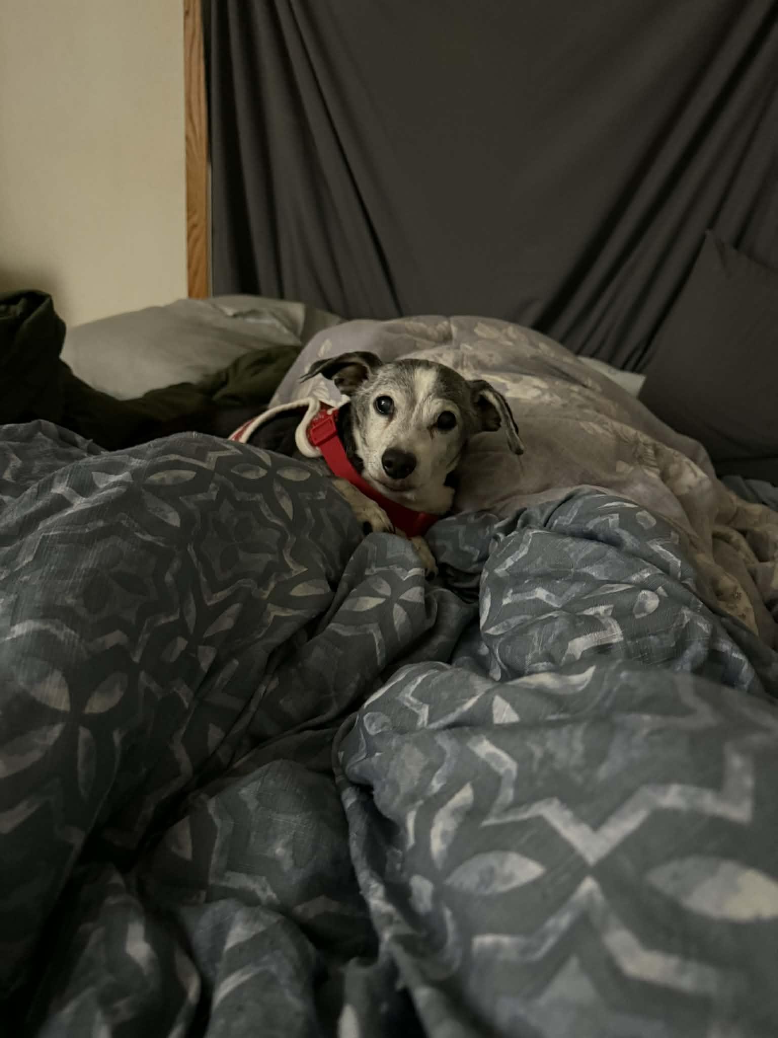 Enlarge Wiggles, a Adoptable mixed breed in Fertile, MN image 2/2