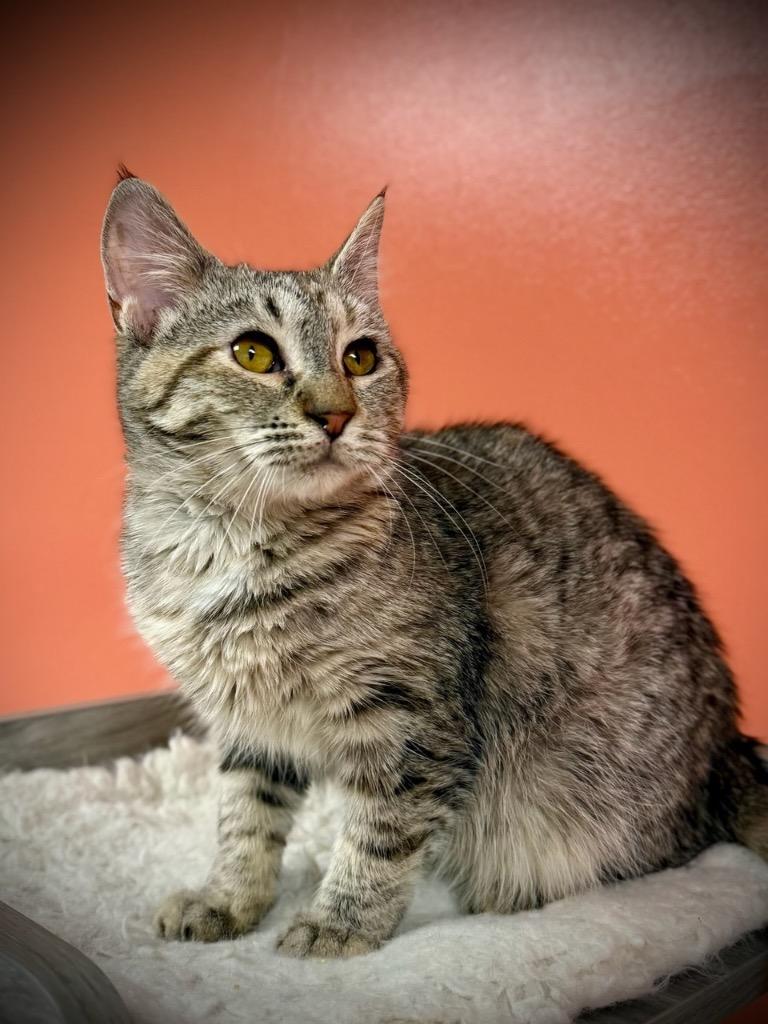 Rose, a Adoptable mixed breed in Waynesville, MO image 1/2