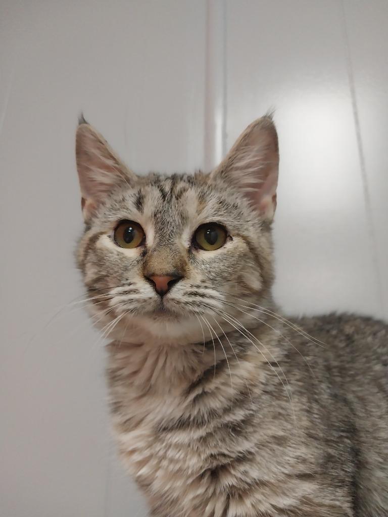 Rose, a Adoptable mixed breed in Waynesville, MO image 2/2