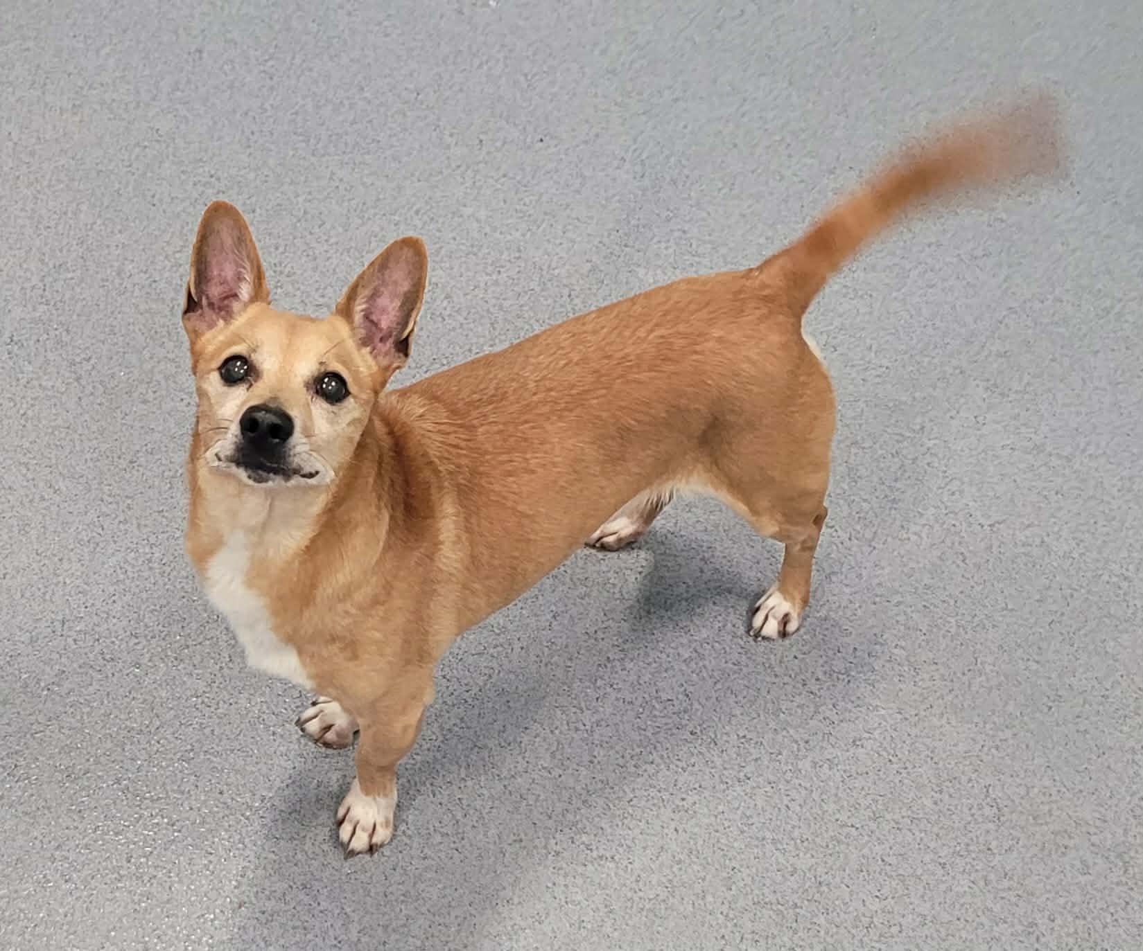 Enlarge Coffee! Sweet Little Boy!, a ADOPTABLE mixed breed in Meriden, CT image 2/6