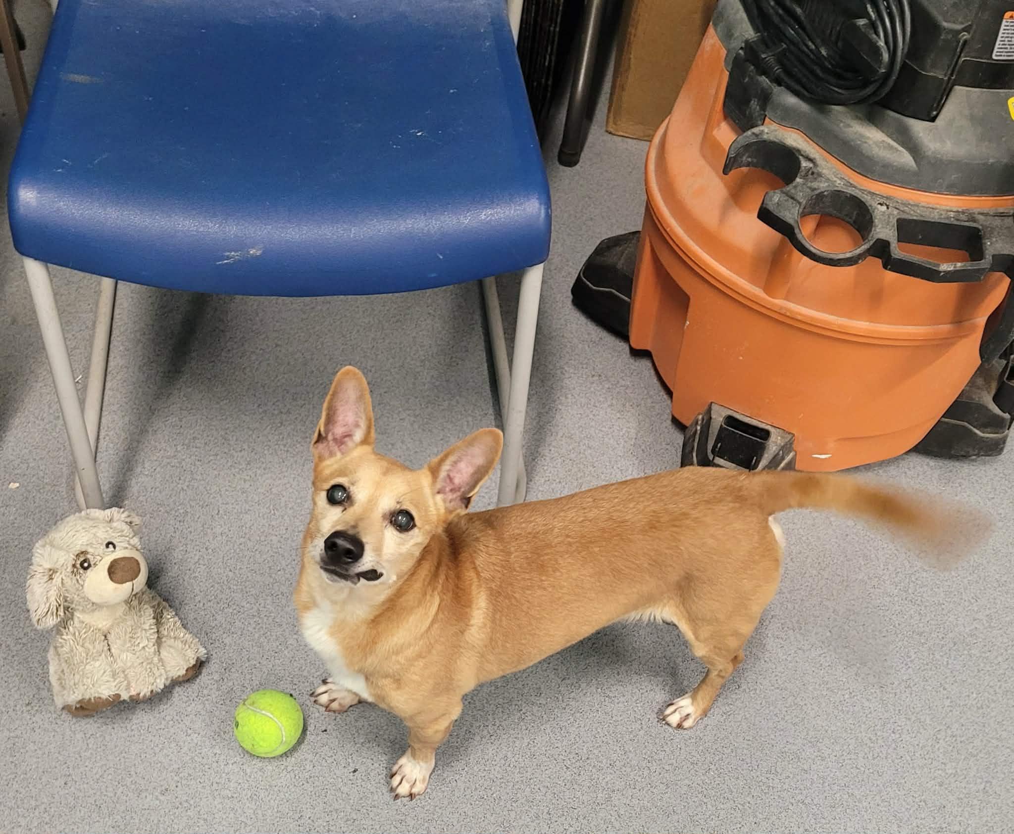 Enlarge Coffee! Sweet Little Boy!, a ADOPTABLE mixed breed in Meriden, CT image 6/6