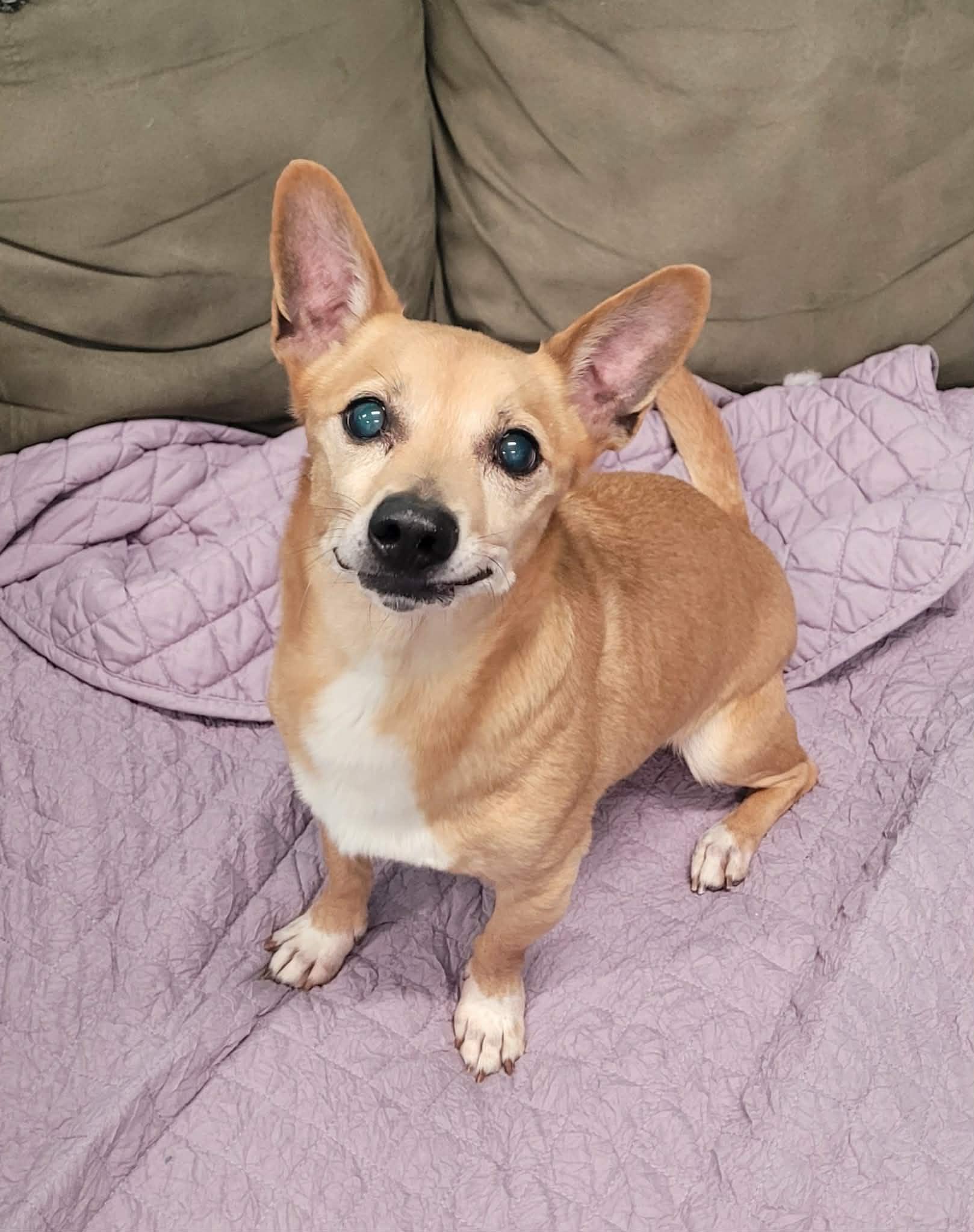 Enlarge Coffee! Sweet Little Boy!, a ADOPTABLE mixed breed in Meriden, CT image 1/6