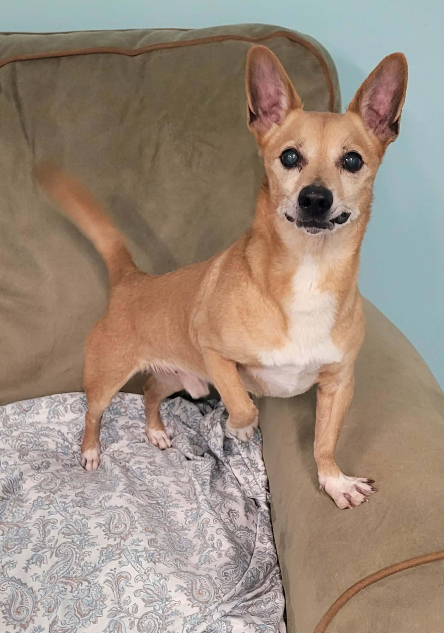 Enlarge Coffee! Sweet Little Boy!, a ADOPTABLE mixed breed in Meriden, CT image 3/6