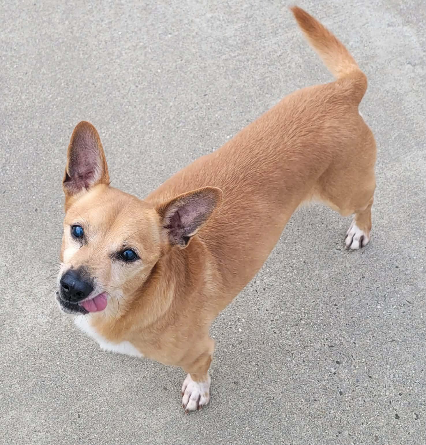 Enlarge Coffee! Sweet Little Boy!, a ADOPTABLE mixed breed in Meriden, CT image 4/6