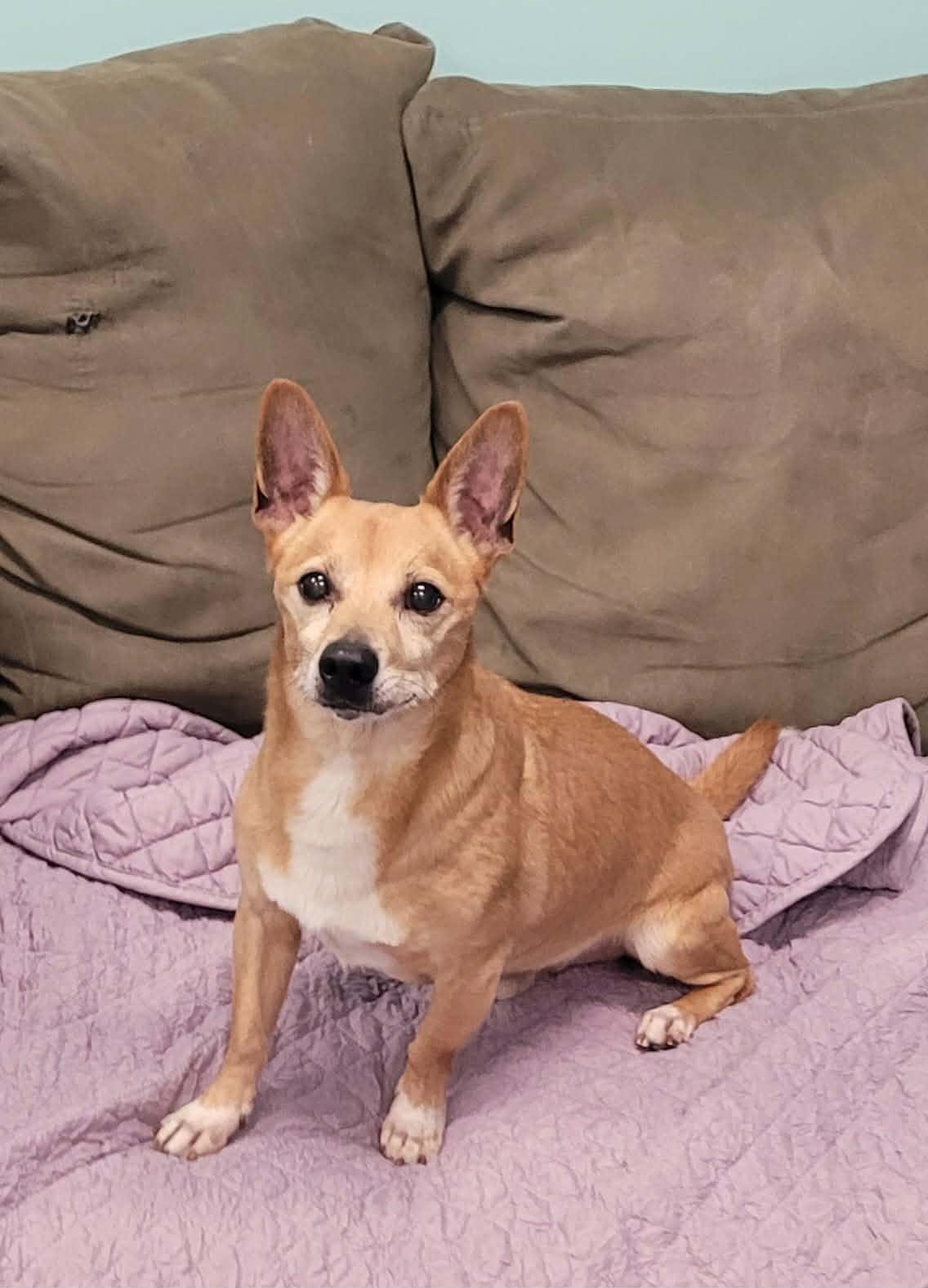 Enlarge Coffee! Sweet Little Boy!, a ADOPTABLE mixed breed in Meriden, CT image 5/6