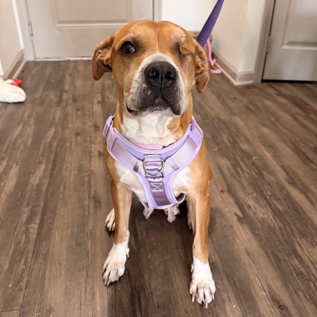 Candy, Adoptable, Adult Female Mixed Breed & Mixed Breed.