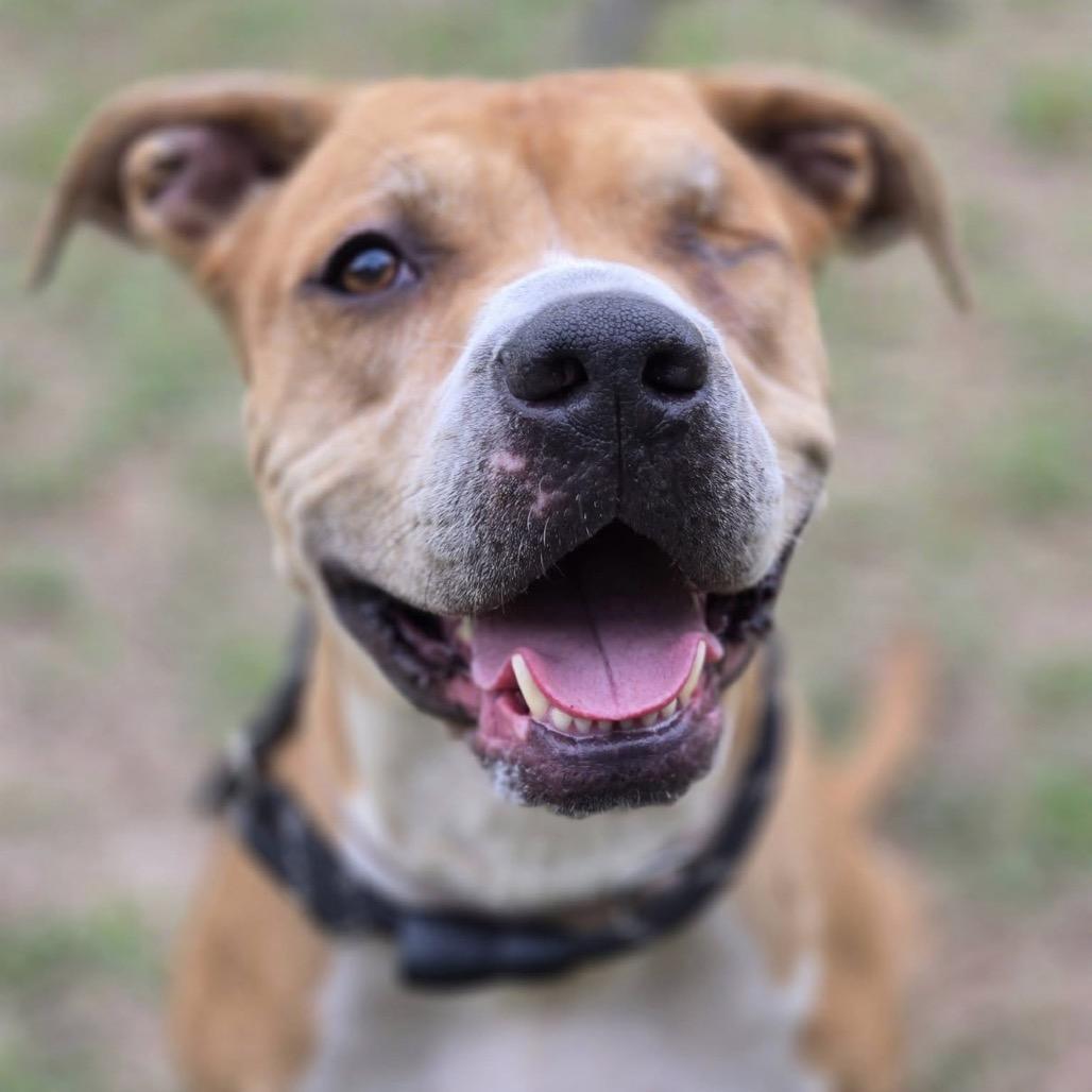 Candy, a Adoptable mixed breed in QUINCY, FL image 3/4