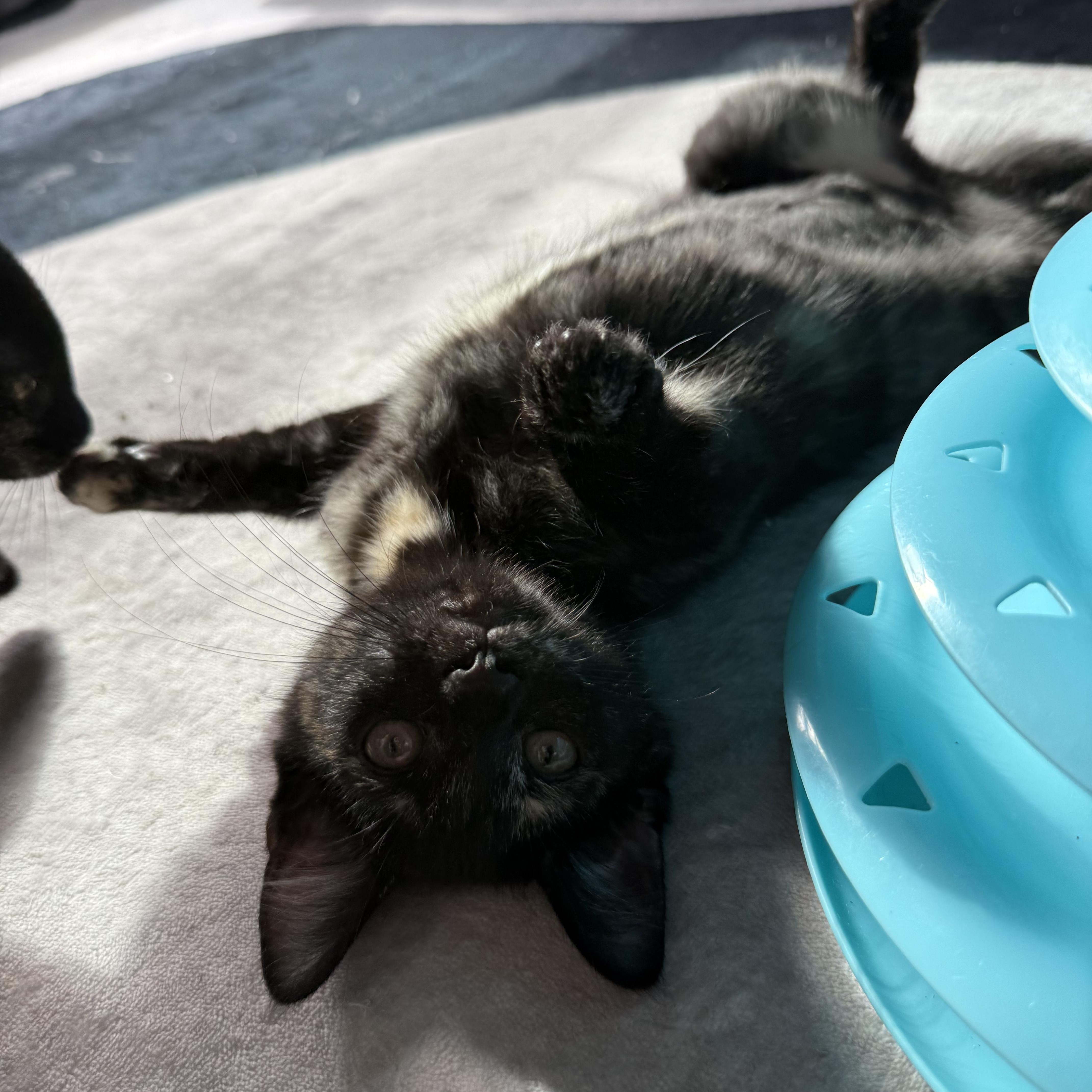 The NJ Litter, Adoptable, Kitten Female Tortoiseshell.