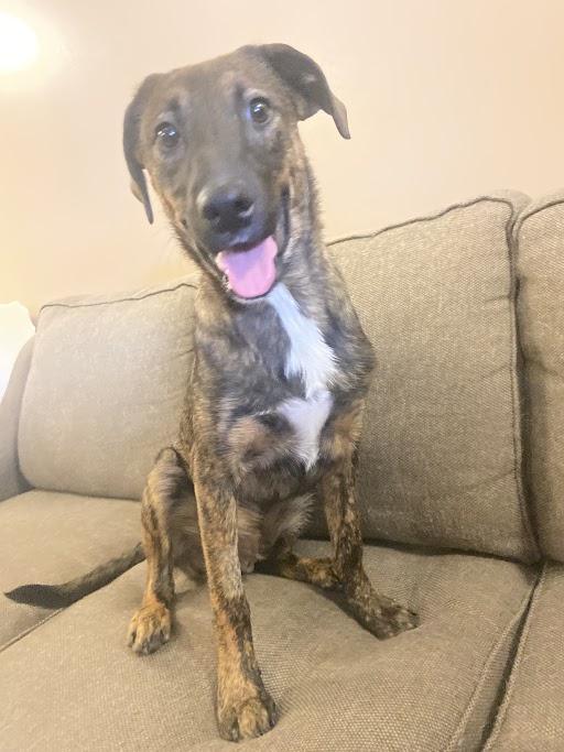 Mugsy, Adoptable, Young Male Dutch Shepherd.