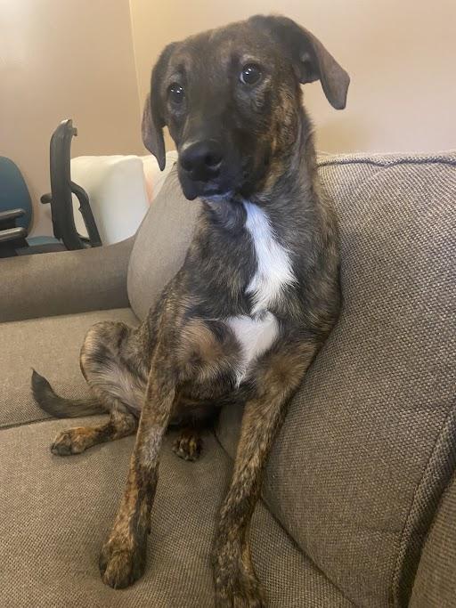 Mugsy, a Adoptable Dutch Shepherd in Germantown, TN image 2/2