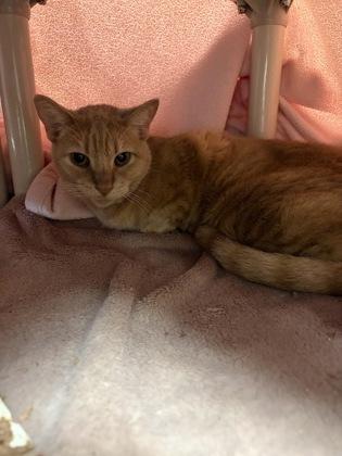 Buffy, Adoptable, Adult Female Domestic Short Hair & Domestic Short Hair.