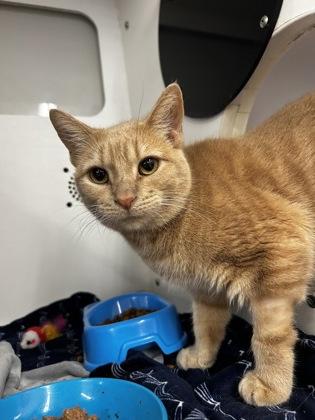 Enlarge Buffy, a Adoptable mixed breed in Westland, MI image 2/2