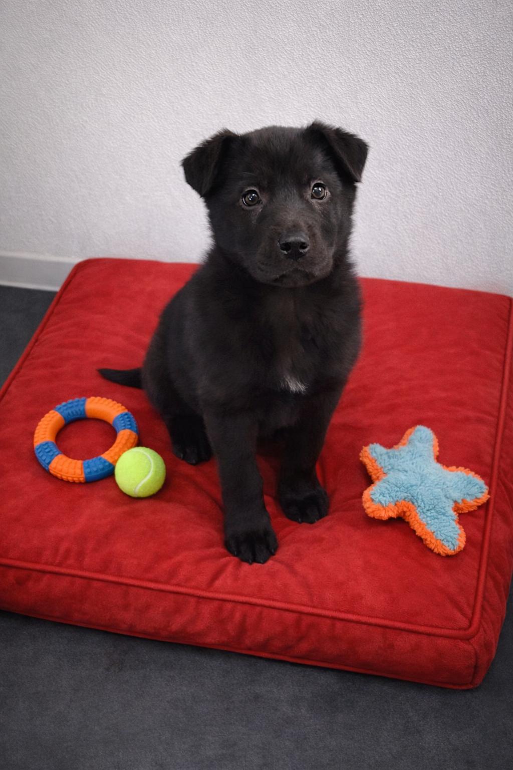 Enlarge Malachi, a ADOPTABLE mixed breed in Momence, IL image 1/1