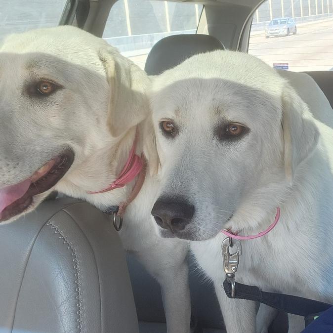 Dolly, Adoptable, Adult Female Great Pyrenees.