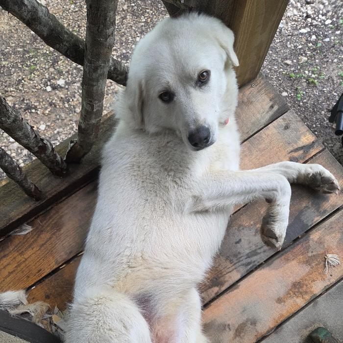 Dolly, a Adoptable mixed breed image 2/5