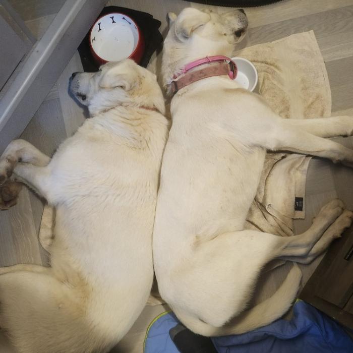 Dolly, a Adoptable mixed breed image 3/5