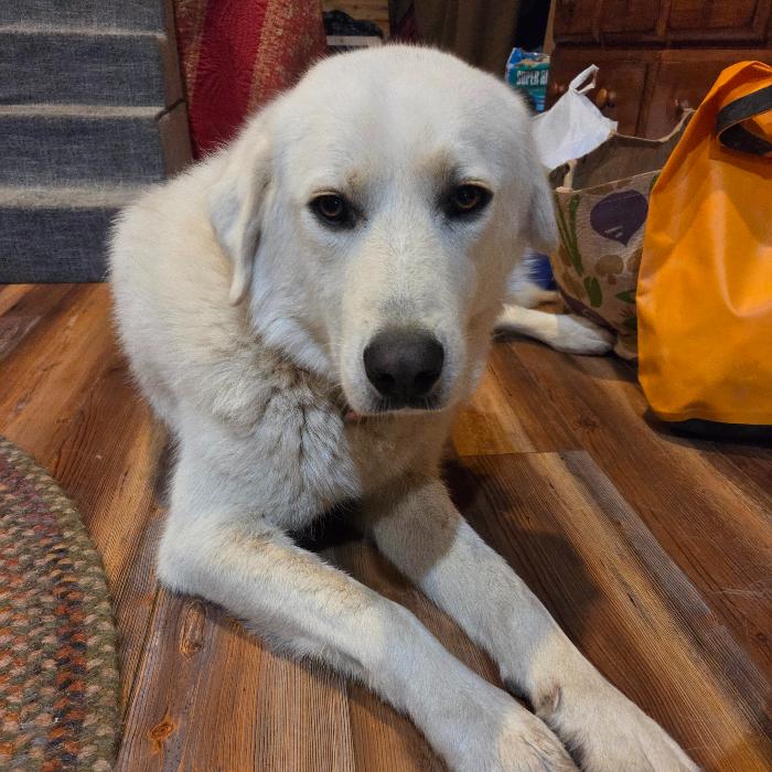 Dolly, a Adoptable mixed breed image 4/5