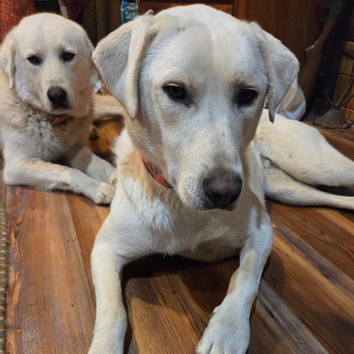 Dolly, Adoptable, Adult Female Great Pyrenees.
