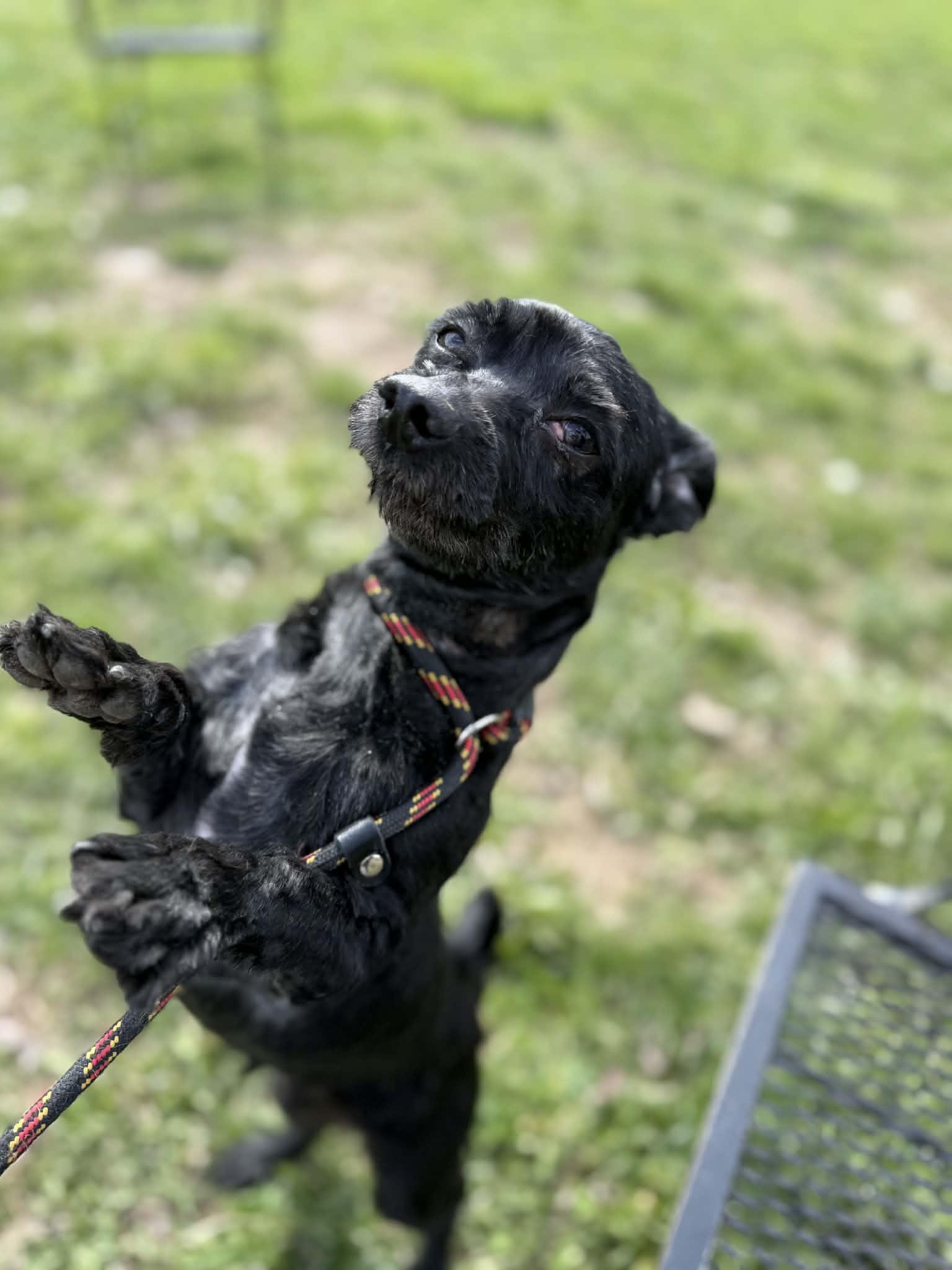 Enlarge Bud, an adopted mixed breed in Anderson, IN image 2/2