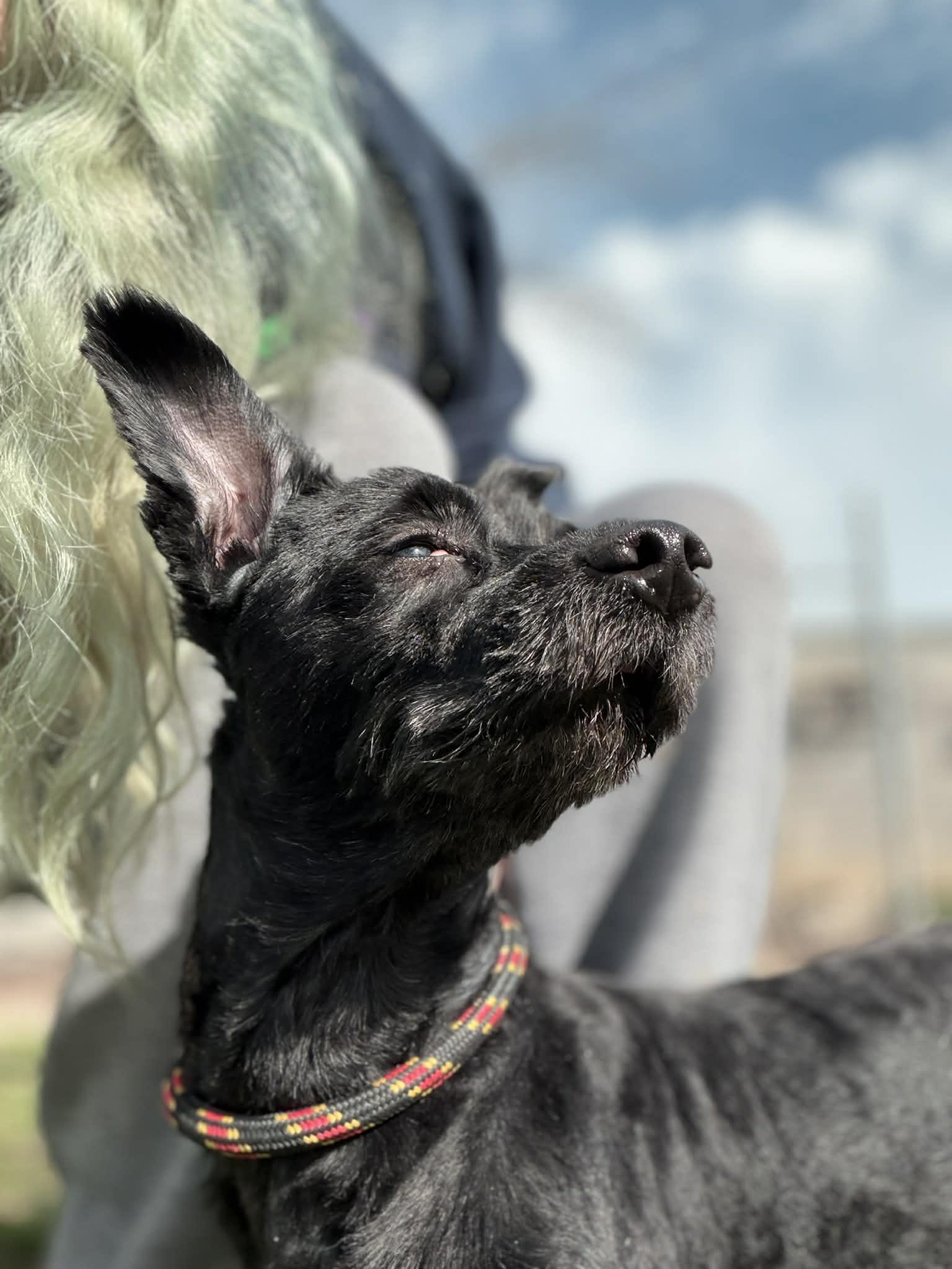 Enlarge Bud, an adopted mixed breed in Anderson, IN image 1/2