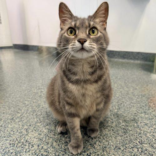 Remi, Adoptable, Adult Female Domestic Short Hair.