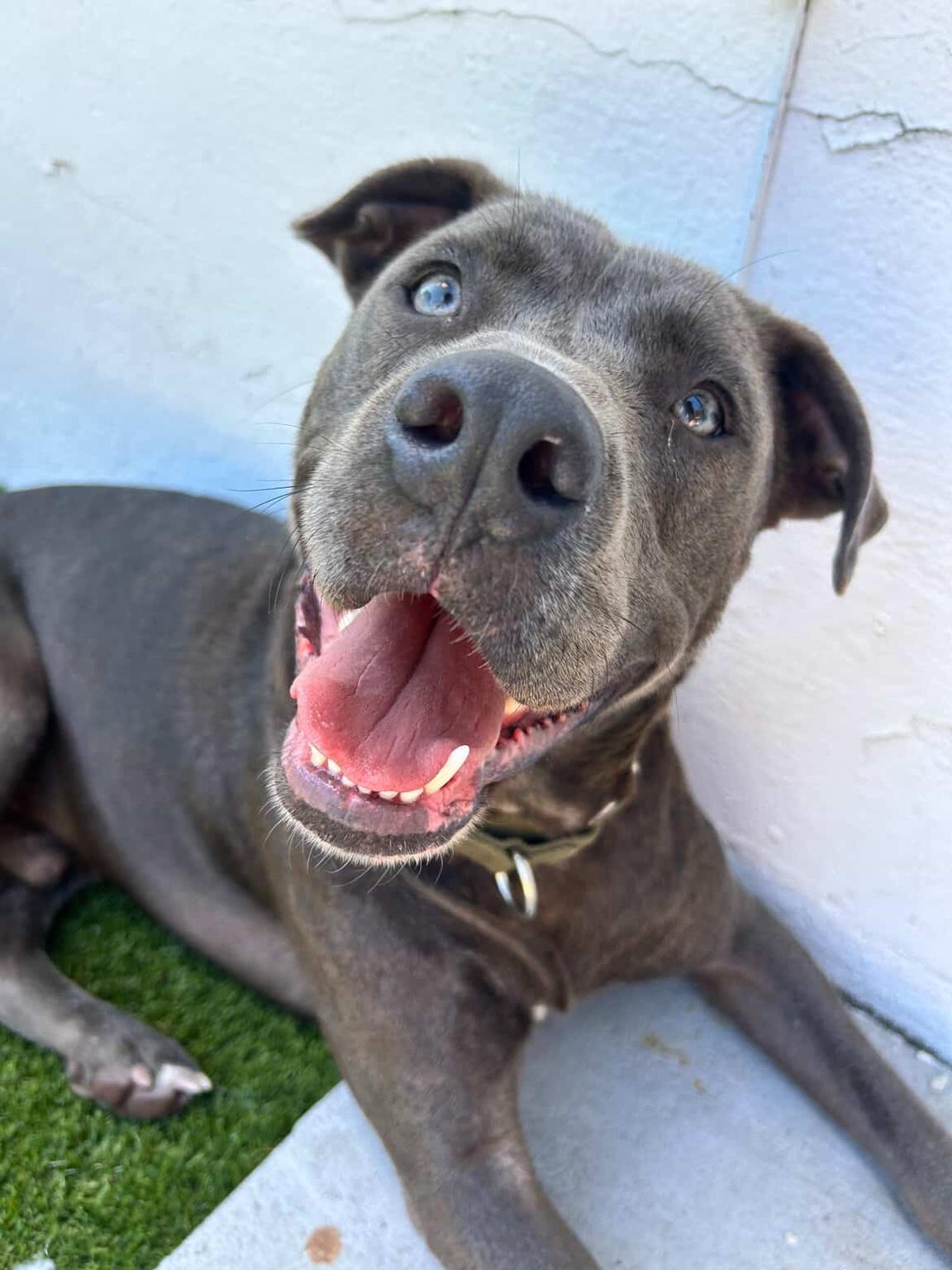 Duke, a ADOPTABLE mixed breed in North Miami, FL image 4/4