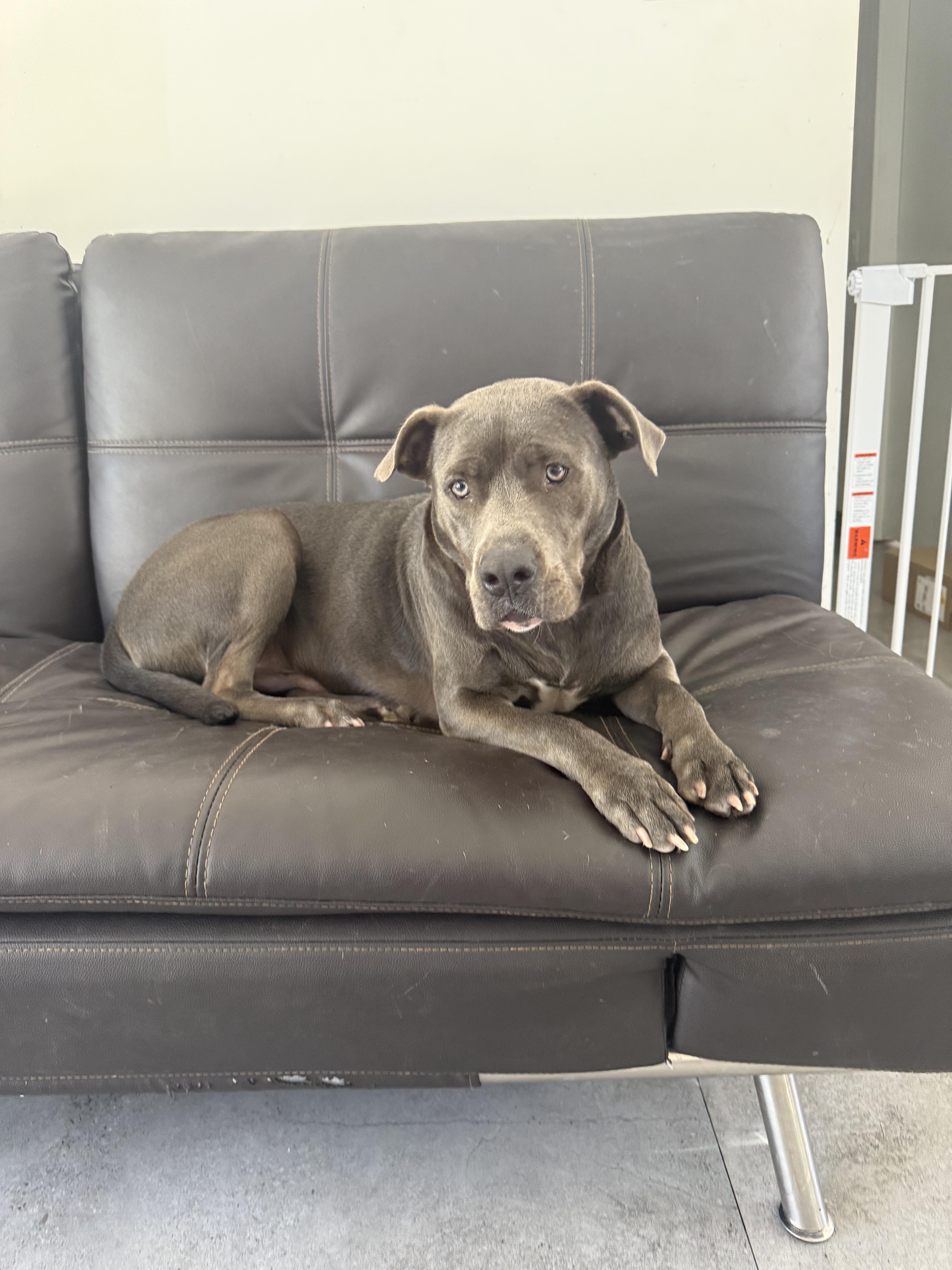 Duke, a ADOPTABLE mixed breed in North Miami, FL image 2/4