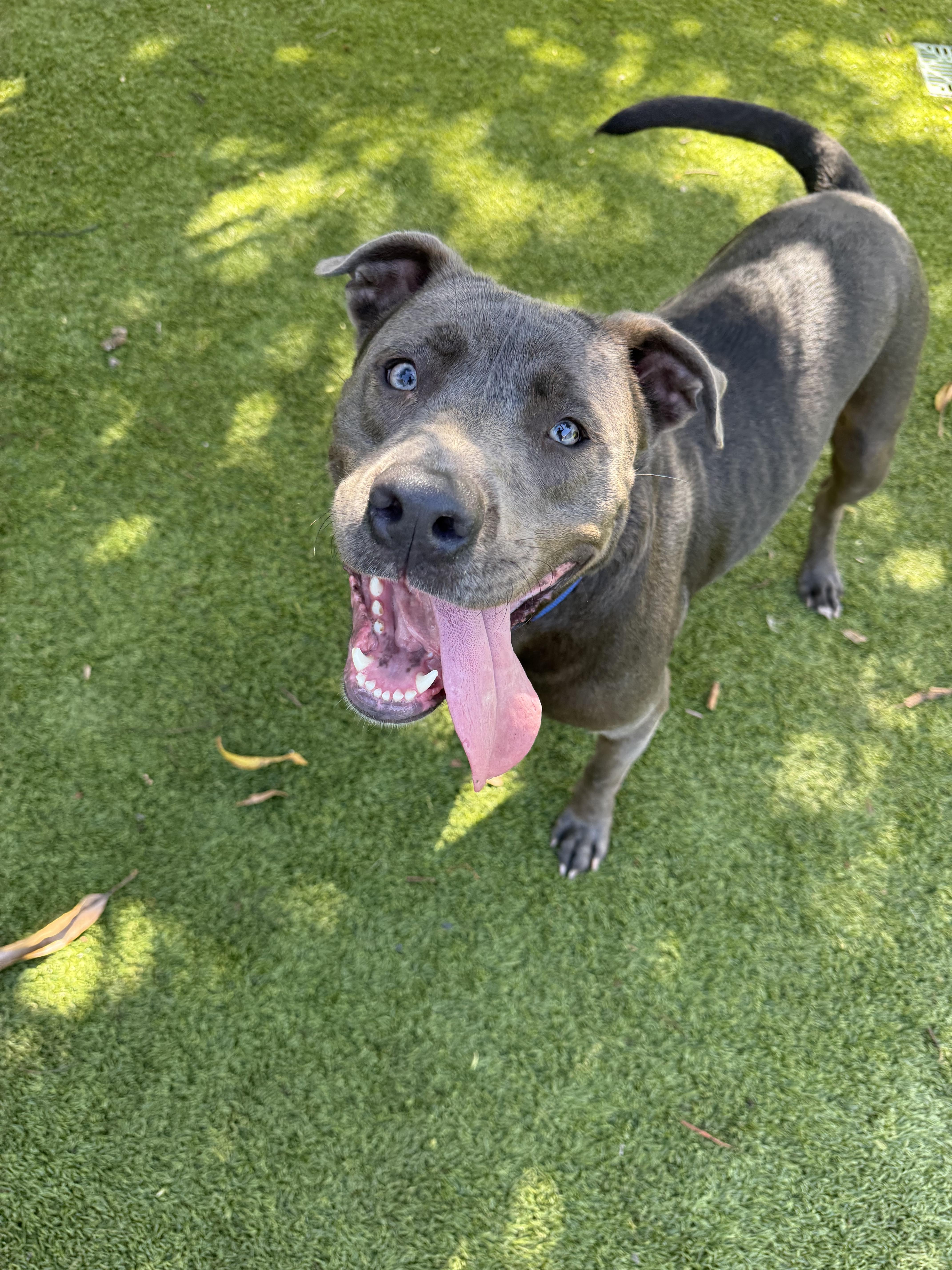 Duke, a ADOPTABLE mixed breed in North Miami, FL image 1/4