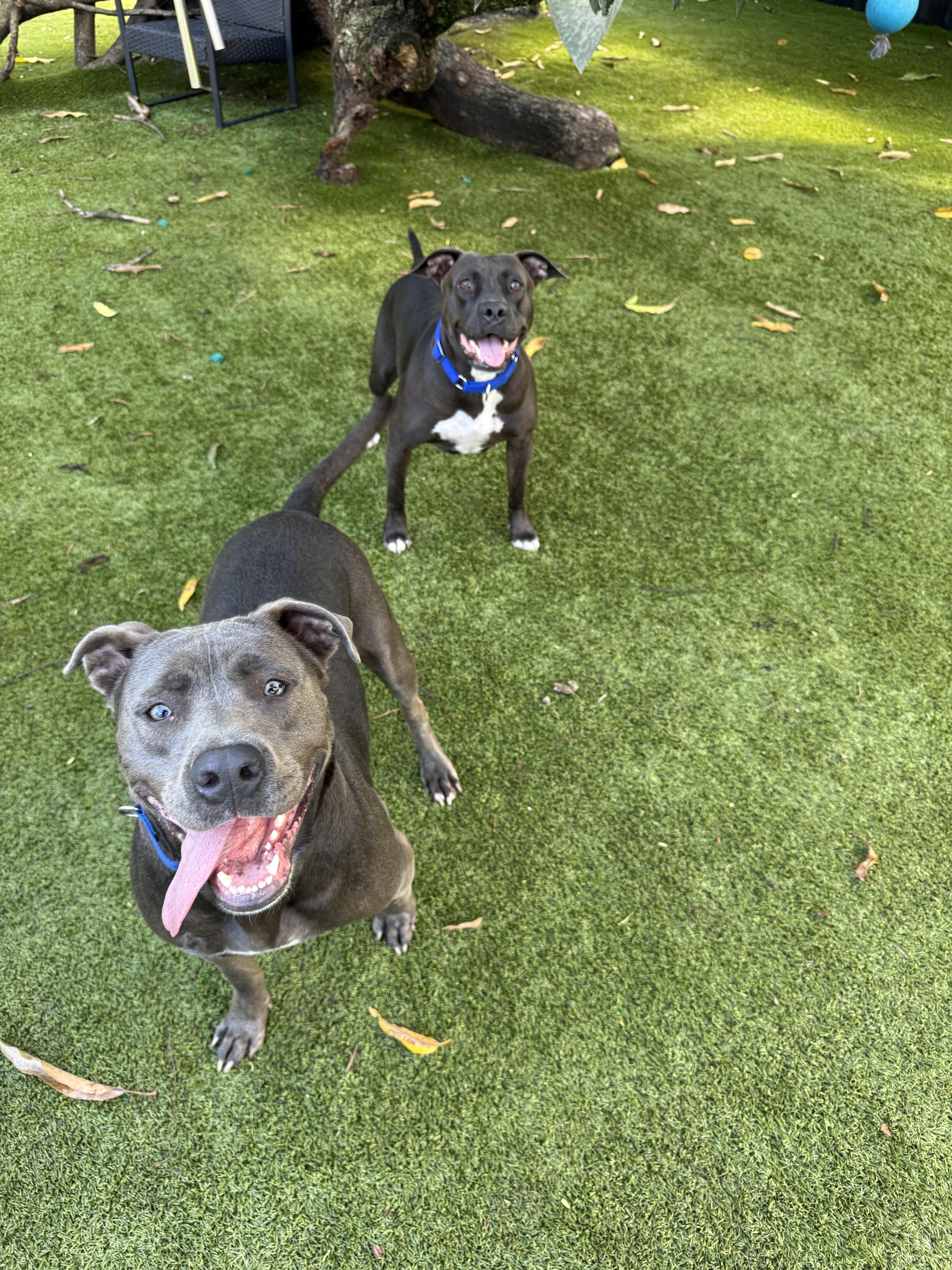 Duke, a ADOPTABLE mixed breed in North Miami, FL image 3/4