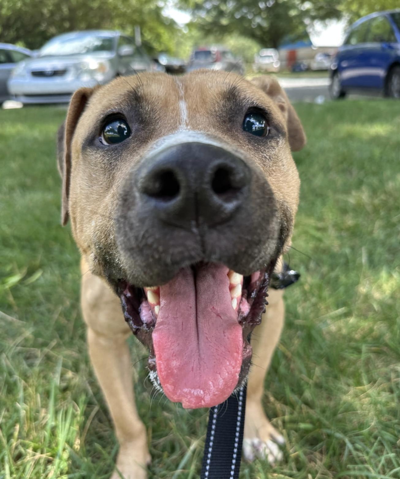 Charlie, a ADOPTABLE mixed breed in MOORESVILLE, NC image 2/3